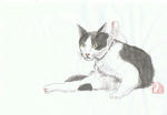 猫3