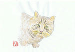 猫4