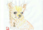犬57