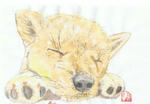 犬59