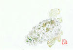 紫陽花４