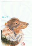 犬67