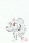 犬73
