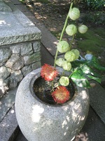 茂庵