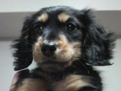 2011.02.11-dog-2.jpg