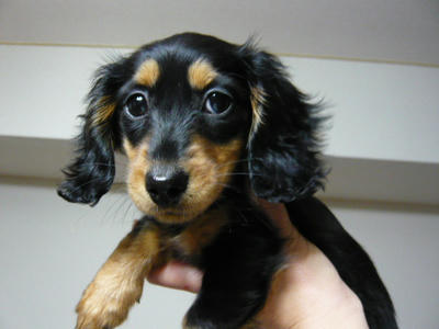 2011.02.12-sakura.jpg