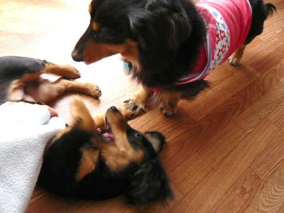 2011.04.24-dog-1.jpg