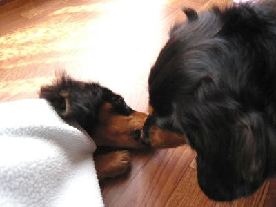 2011.04.24-dog-2.jpg