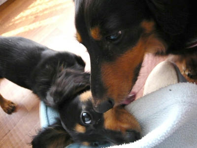 2011.04.24-dog-3.jpg