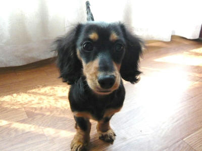 2011.04.29-dog-1.jpg