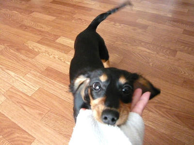 2011.04.29-dog-2.jpg