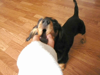 2011.04.29-dog-3.jpg
