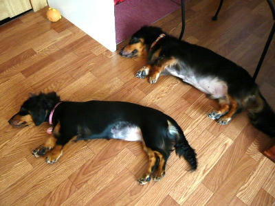 2011.09.14-dog-1.jpg