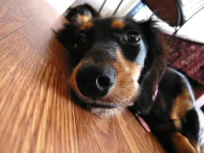 2011.09.14-dog-2.jpg