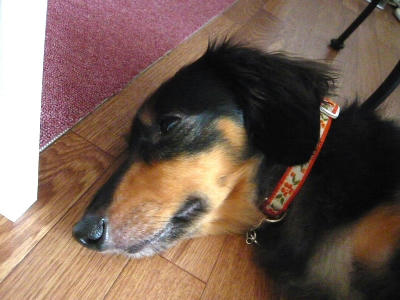 2011.09.14-dog-3.jpg