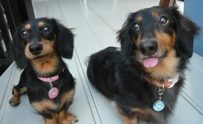 2011.09.19-dog.jpg