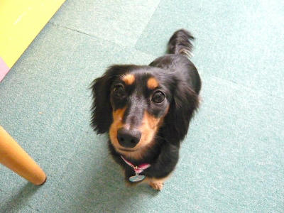 2012.01.01-dog-1.jpg