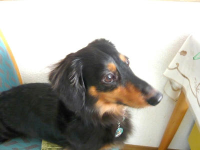 2012.01.01-dog-2.jpg