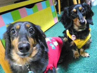 2012.11.17-dog-2.JPG