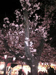 SBSH0120_R.jpg