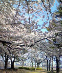 sakura3.jpg