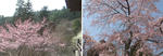 sakura.jpg