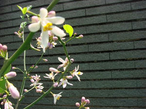 レモンの花
