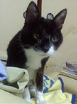 我が家の猫