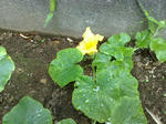 かぼちゃの花