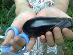 20090614455.jpg
