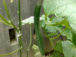 20090704503.jpg