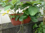 20090704504.jpg