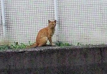 ねこ01