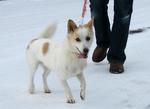 犬１