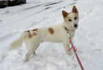 犬２