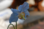 DSC_0194.jpg