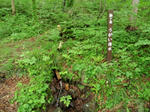 P6050002_02.jpg