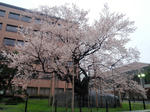 P4270094_01.jpg