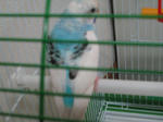 インコ　２