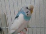インコ　３