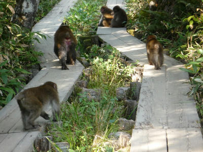 kamikochi05.jpg