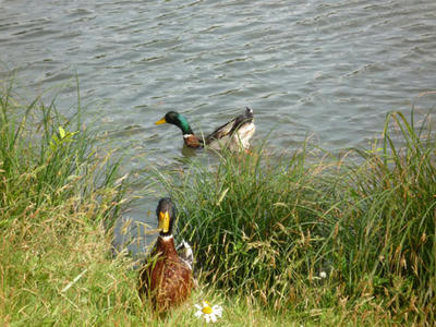 20090704_01.jpg