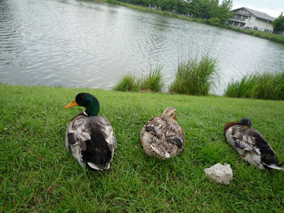 20090704_03.jpg