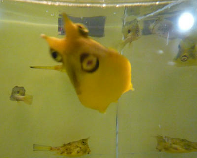fugu.jpg