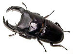 76EA07_No5x.JPG