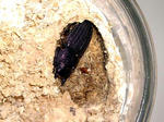 sujibuto08No1x.JPG
