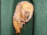 75E08No3a.JPG