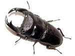 Me07No6x.JPG