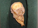 75E08No15a.JPG