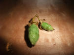 DSCF0783.JPG